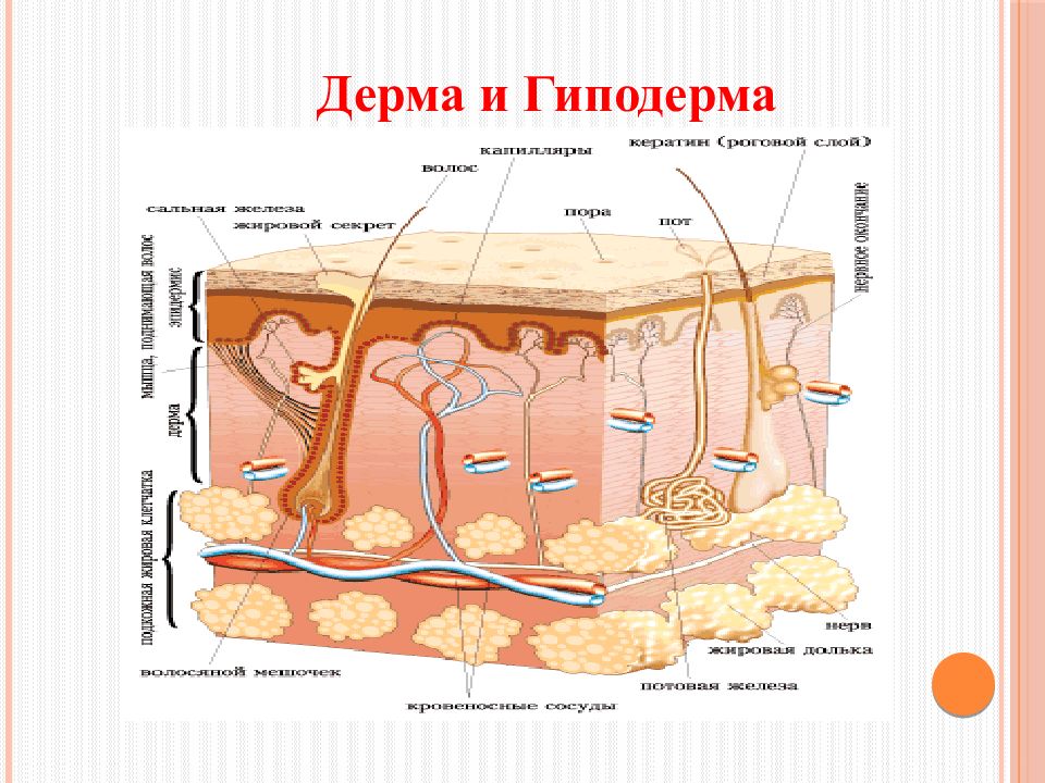 Электронная кожа презентация