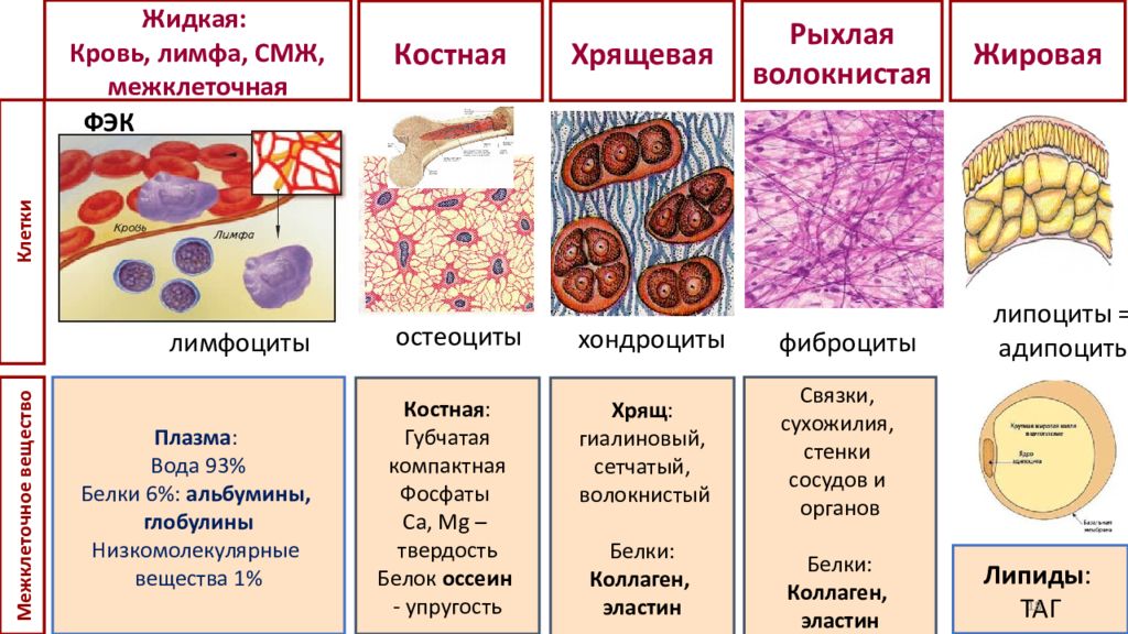 Гистология 1 курс. Эластический хрящ ушной раковины препарат гистология в альбоме. Рисунки по гистологии для альбома. Баринов, э. Гистология 1 курс.