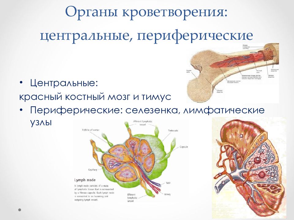 Для общего плана строения кроветворных органов не характерны признаки