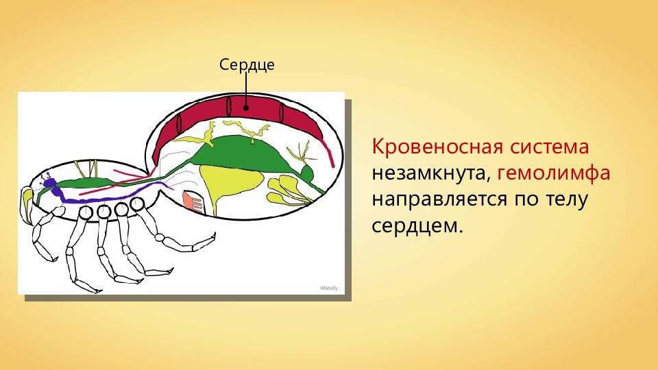 Схема строения кровеносной системы членистоногих