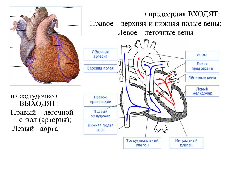 Какие сосуды в левом предсердии. Аорта полая Вена легочный ствол. Венозная артериальная правое предсердие правый желудочек. Верхняя полая Вена анатомия сердца. Легочные вены сердца анатомия.