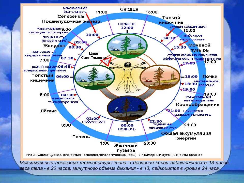 Какие органы работают ночью. Циркадные биологические ритмы. Сон биоритмы циркадные ритмы. Циркадные ритмы человека по часам. Циркадный ритм человека схема.