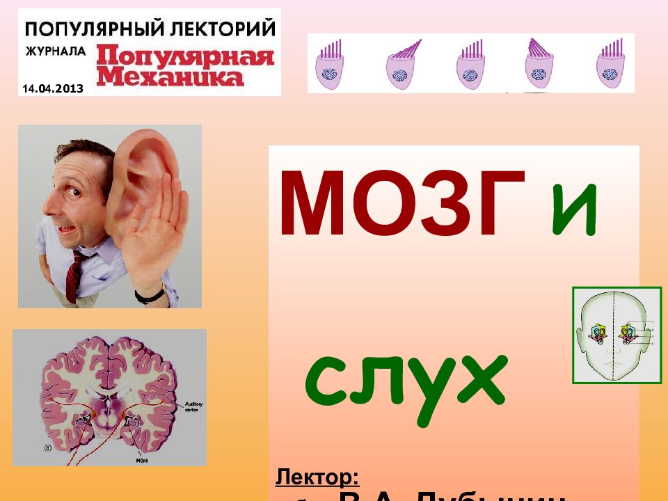 1 1 1 1 1 МОЗГ И слух Лектор: д.б.н. В.А. Дубынин, биологический ф-т МГУ 14.0