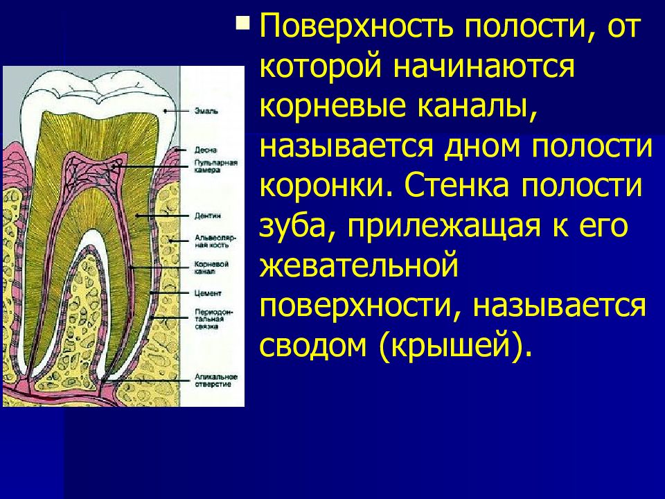 Стенка корень