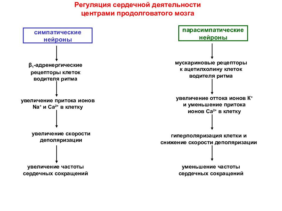 Схема регуляции сердечной деятельности