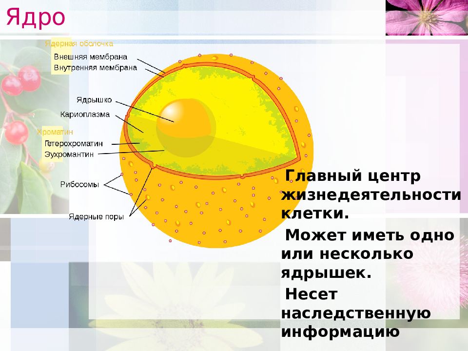 Презентация строение ядра