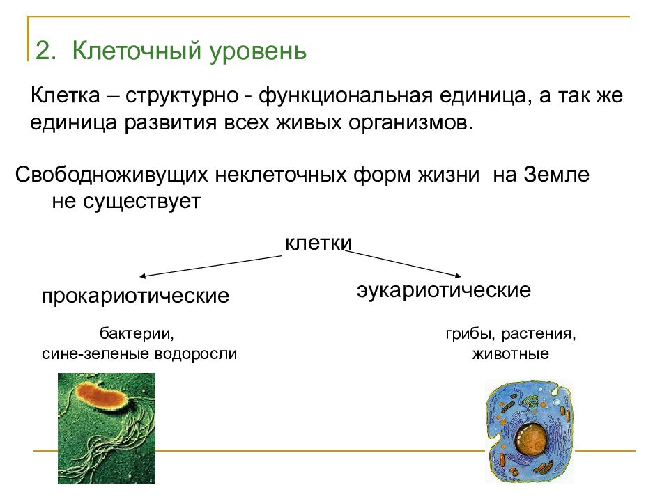 Клетка единица живого презентация