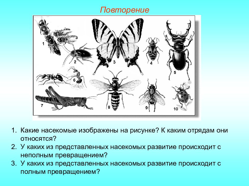 Какой тип развития характерен для медведицы пылающей изображен на рисунке