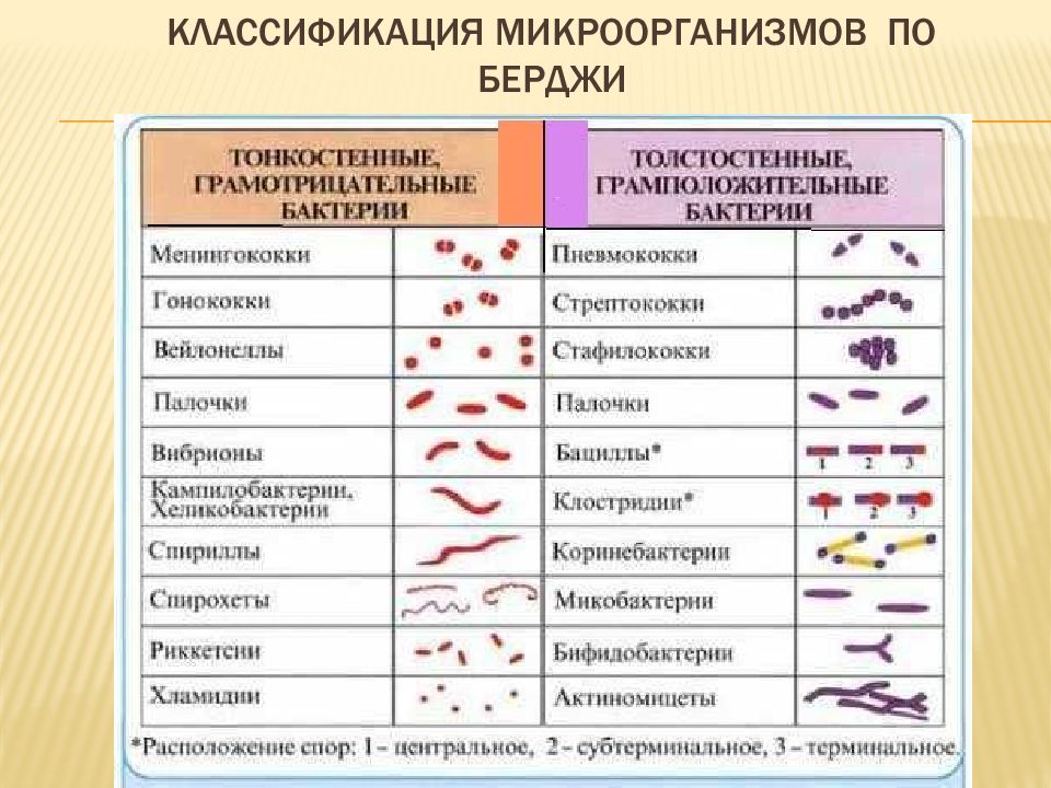 Классификация бактерий микробиология схема