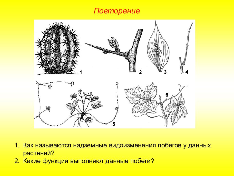 Рассмотрите рисунки растений боярышника и винограда найдите гомологичные органы