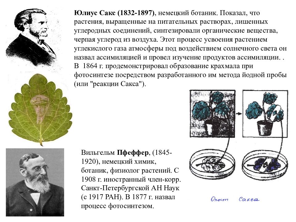Русский ученый впервые значение хлорофилла для фотосинтеза. Юлиус Сакс опыт фотосинтез. Тимирязев фотосинтез. Опыт Сакса фотосинтез. (Опыт Юлиуса Сакса по фотосинтезу.