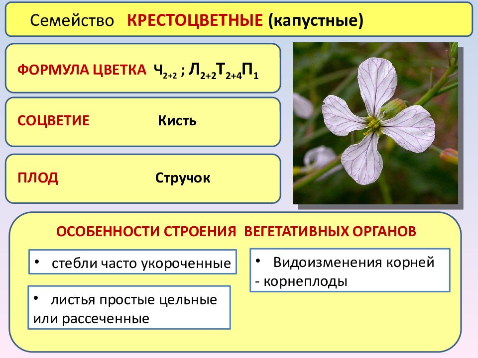 Крестоцветные особенности. Формула цветков растений семейства крестоцветные. Соцветия формула плод крестоцветных. Плоды крестоцветных капустных. Формула семейства крестоцветных.