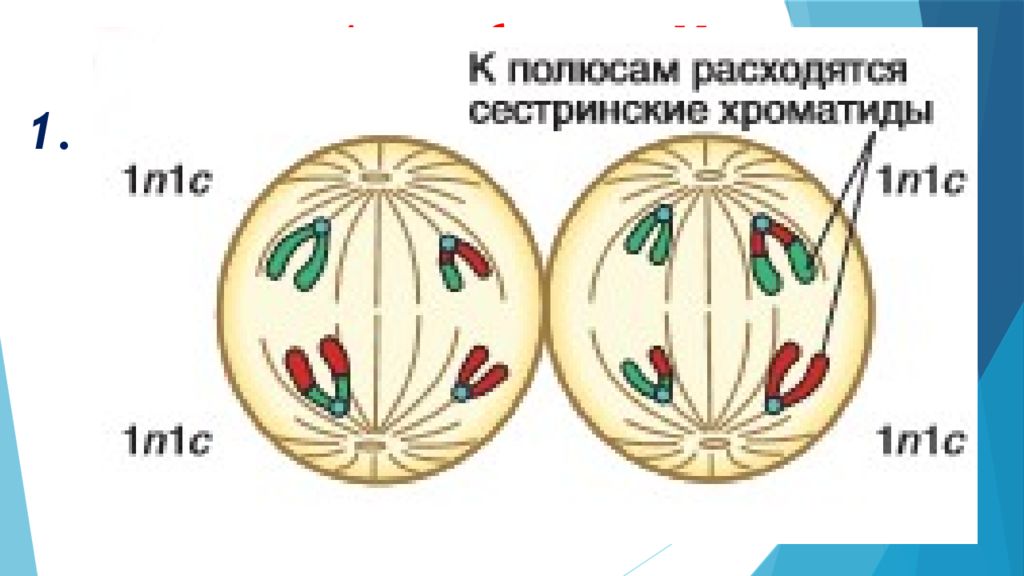 Мейоз 2 рисунок. Анафаза мейоза 2 анафаза. Мейоз 2 анафаза 2. Фазы мейоза анафаза 2. Анафаза мейоза 2 ЕГЭ.