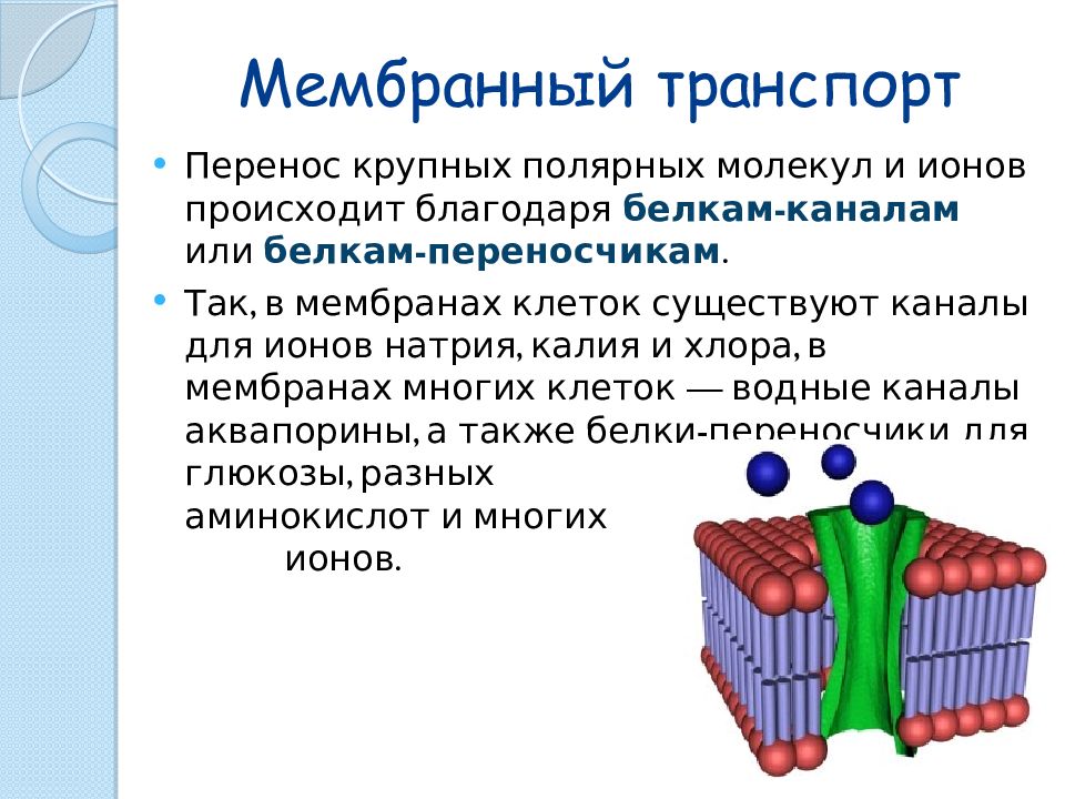 Схема мембранный транспорт