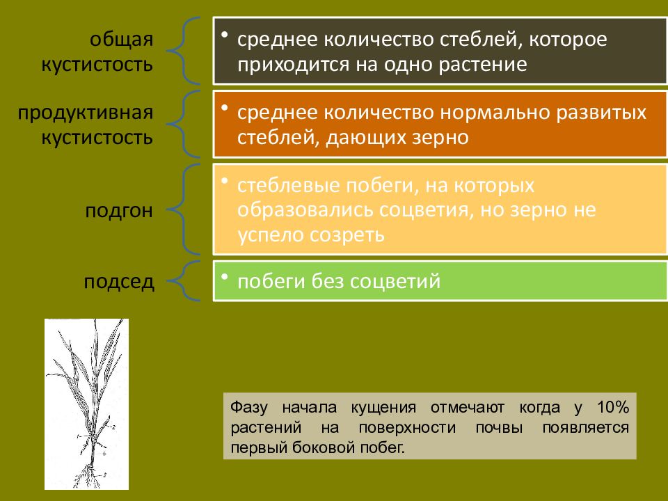 Используя информационные ресурсы подготовьте презентацию проекта о роли злаков в жизни живых