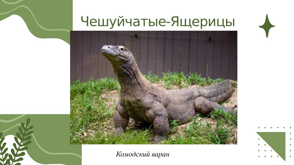 Общая характеристика пресмыкающихся