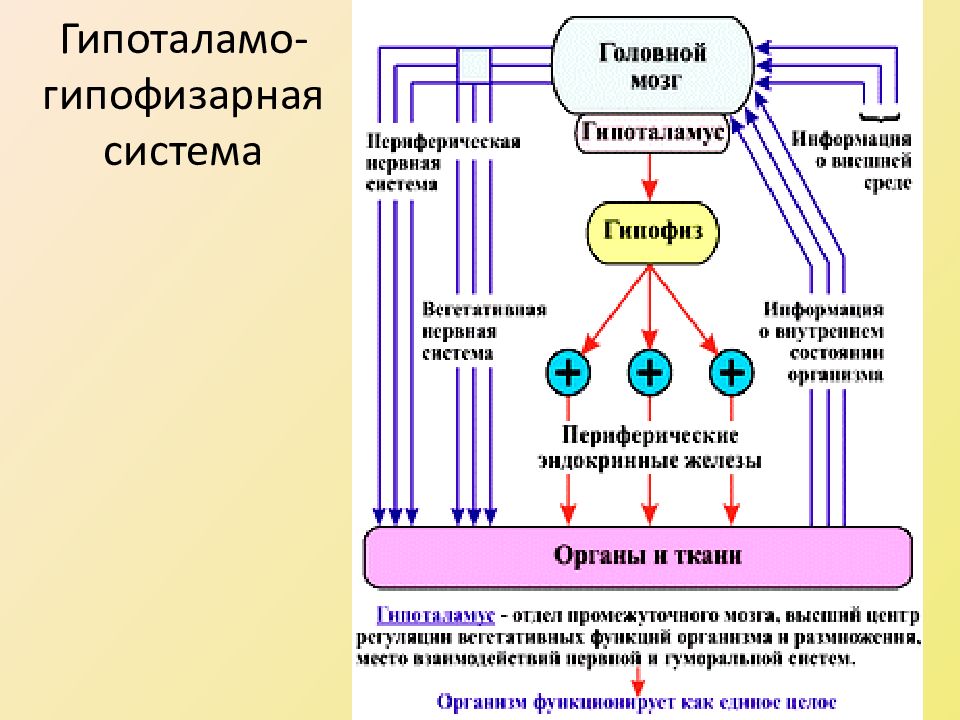 На рисунке схематично изображено гуморальное влияние гипофиза на функционирование щитовидной