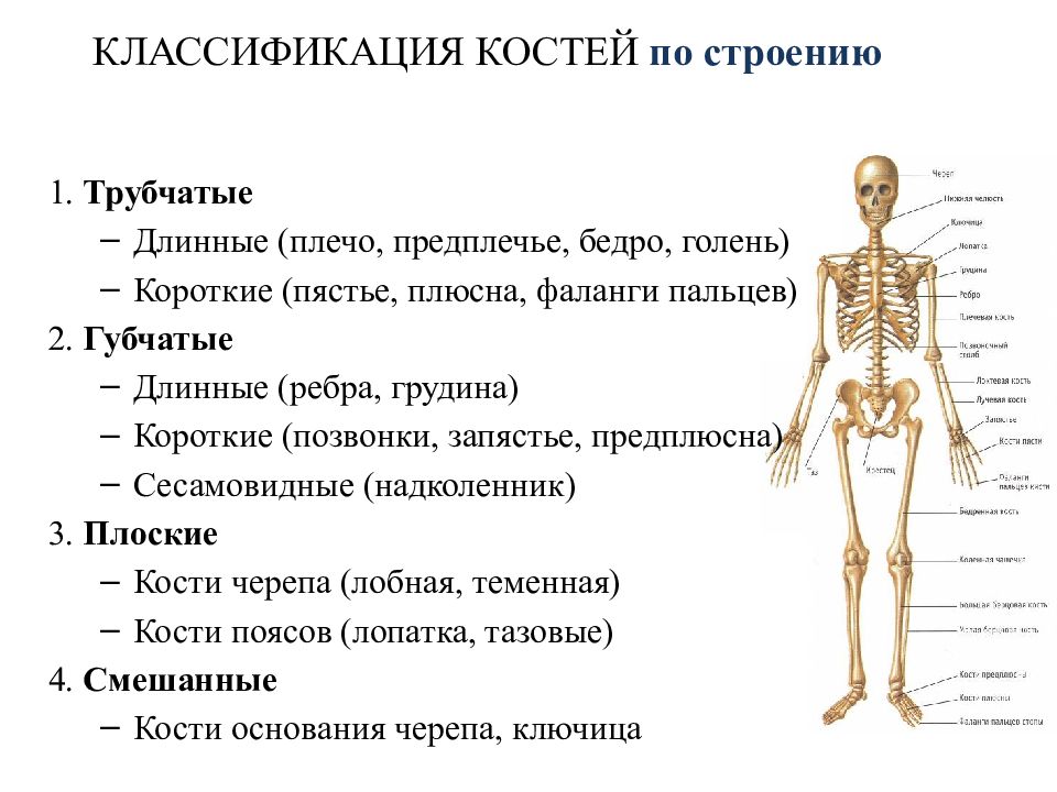 К внутреннему скелету относятся. Классификация костей трубчатые губчатые. Кости человека классификация. Строение скелета. Классификация костей анатомия.