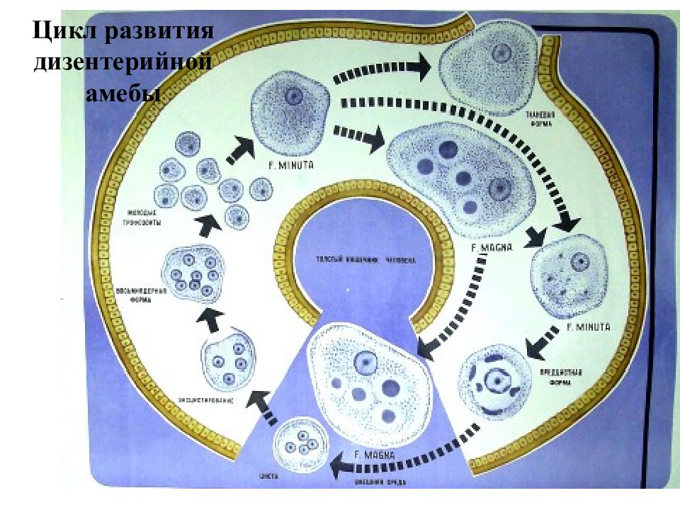 Развитие простейших. Цикл развития дизентерийной амебы. Жизненный цикл дизентерийной амебы. Жизненный цикл дизентерийной амебы схема. Жизненный цикл Entamoeba histolytica схема.