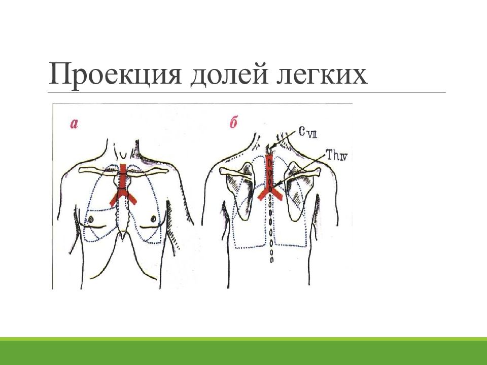 Проекция легких. Проекция долей на грудную клетку. Проекция долей легких пропедевтика. Проекция долей лёгких на грудную клетку. Проекция долей и сегментов легких на грудную клетку.