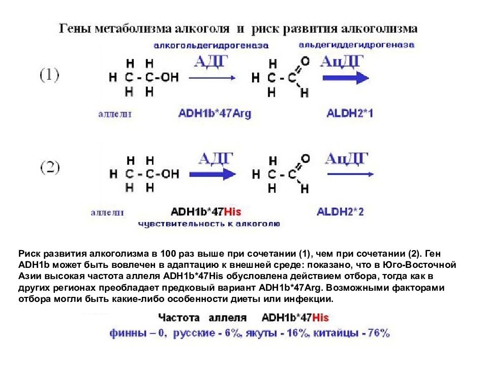 Гену ответь. Гены отвечающие за метаболизм алкоголя. Ген зависимости. Ген алкоголизма название. Ген влияющий на алкоголь.