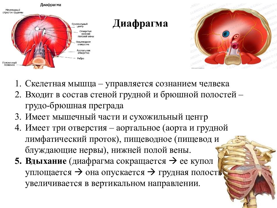Три диафрагмы у человека. Диафрагма мышца. Диафрагмальная мышца. Строение диафрагмы анатомия. Диафрагма анатомия мышцы.