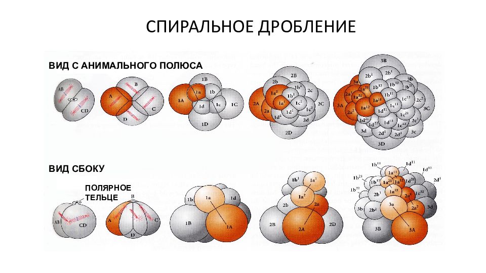 Законы дробления. (Дробление презентация. Дробление наук. Дробление на анимальном полюсе. Дробление бизнеса.