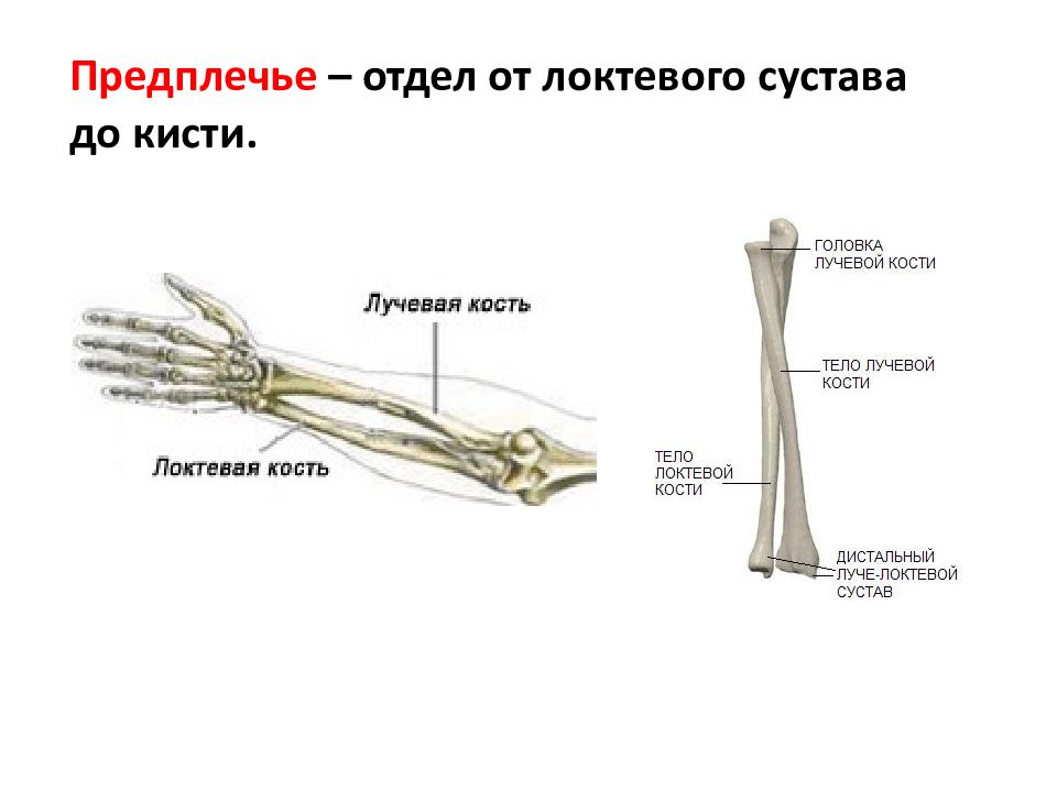 Где лучевая кость на руке фото