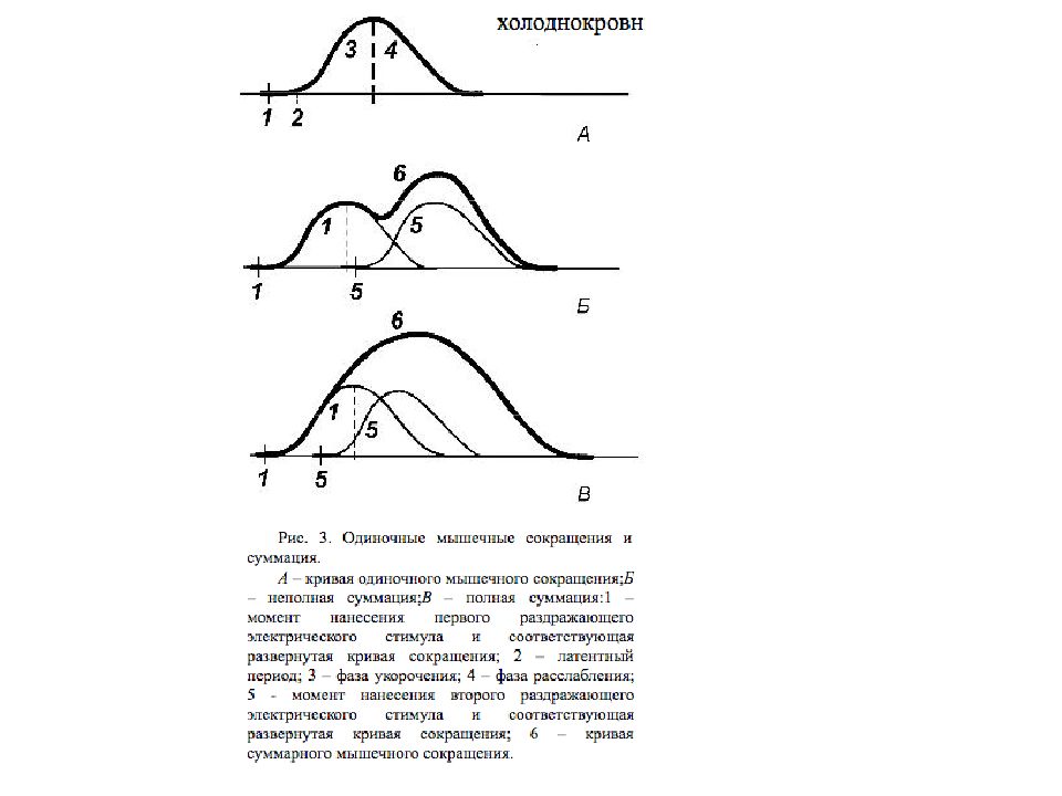 Одиночное содержание. Неполная суммация мышечных сокращений. Полная и неполная суммация сокращений. Полная и неполная суммация мышечных сокращений. Фазы одиночного мышечного сокращения,суммация мышечных сокращений.
