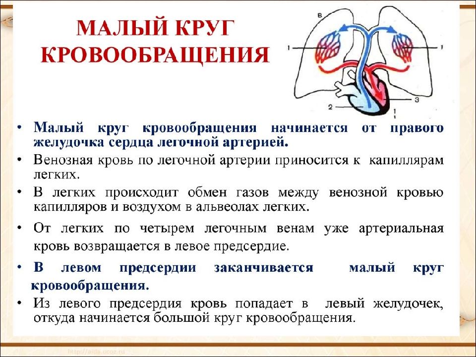 Венозная кровь и артериальная кровь схема