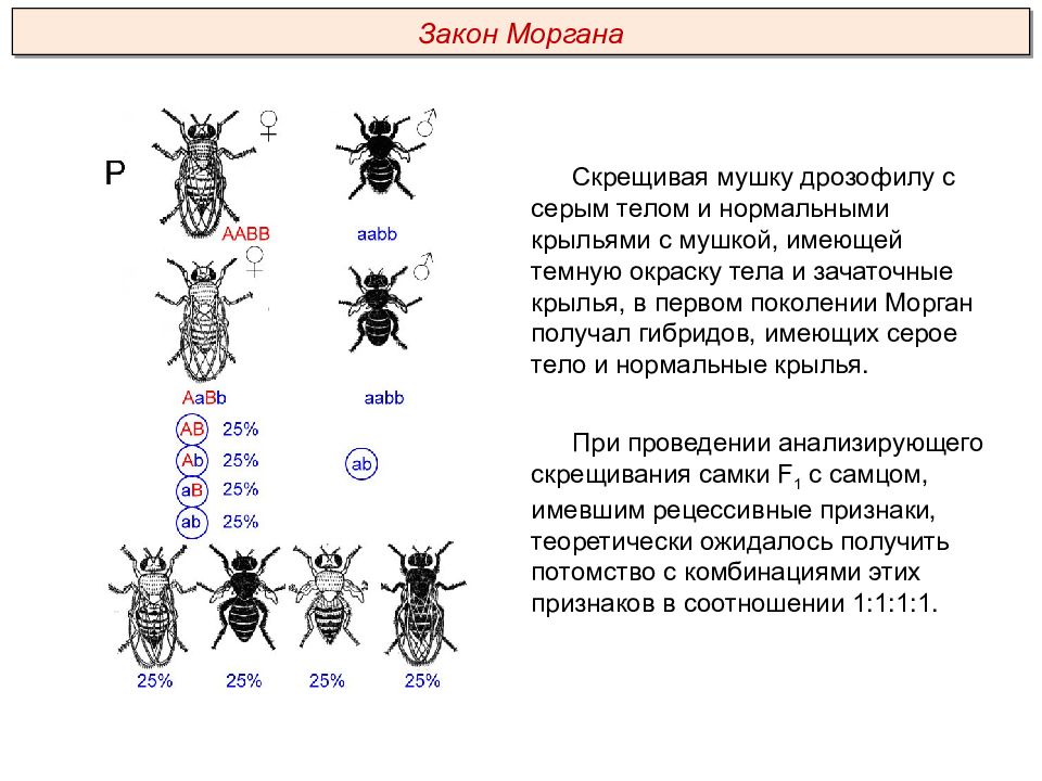 При скрещивании нормальных дрозофил. Закон т Моргана. Законы Томаса Моргана генетика. Закон Томаса Моргана сцепленное наследование. Закон т Моргана кратко.