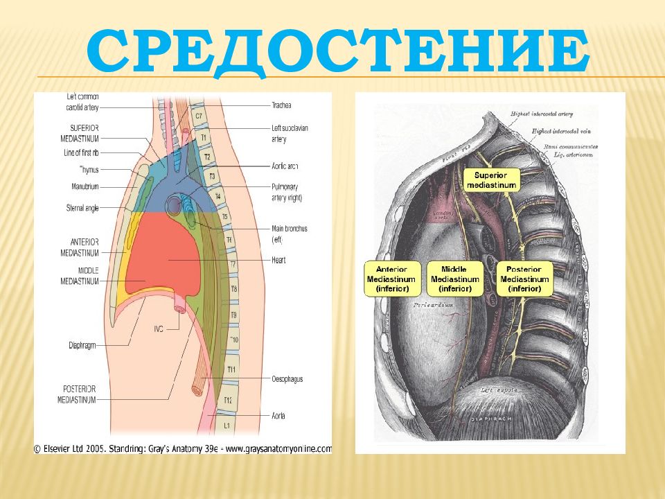 Наружная серозная оболочка сердца