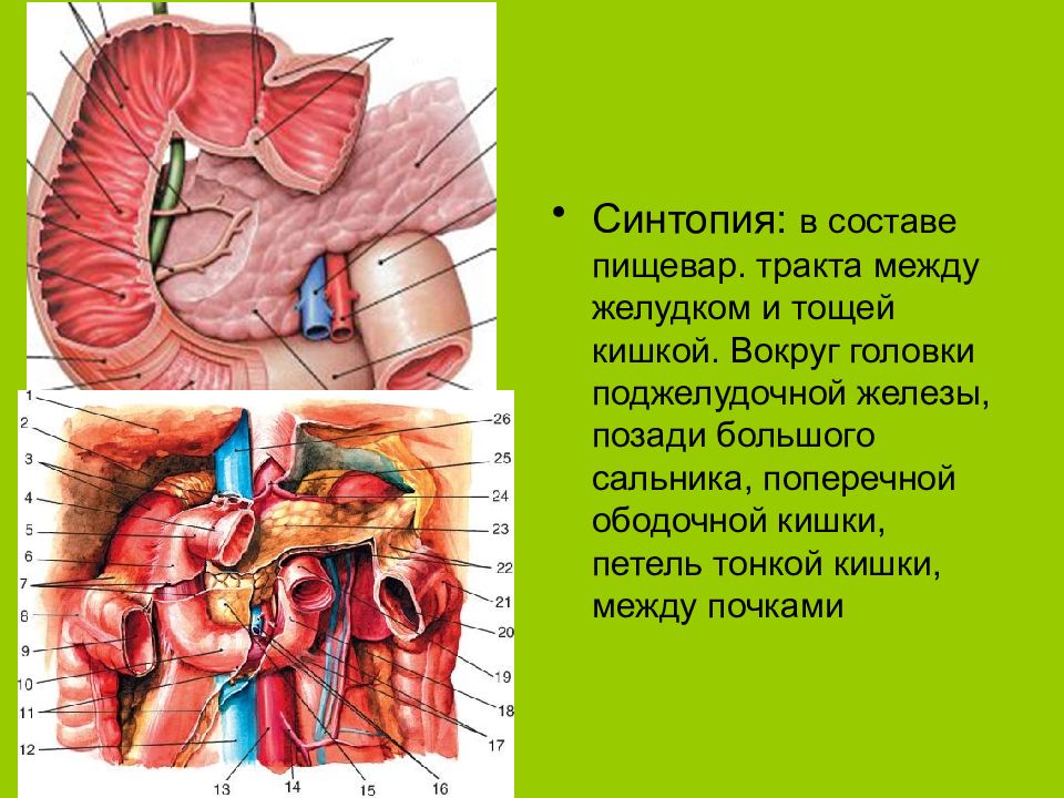 Между желудком и. Поперечная кишка синтопия. Синтопия почек. Синтопия поджелудочной железы.