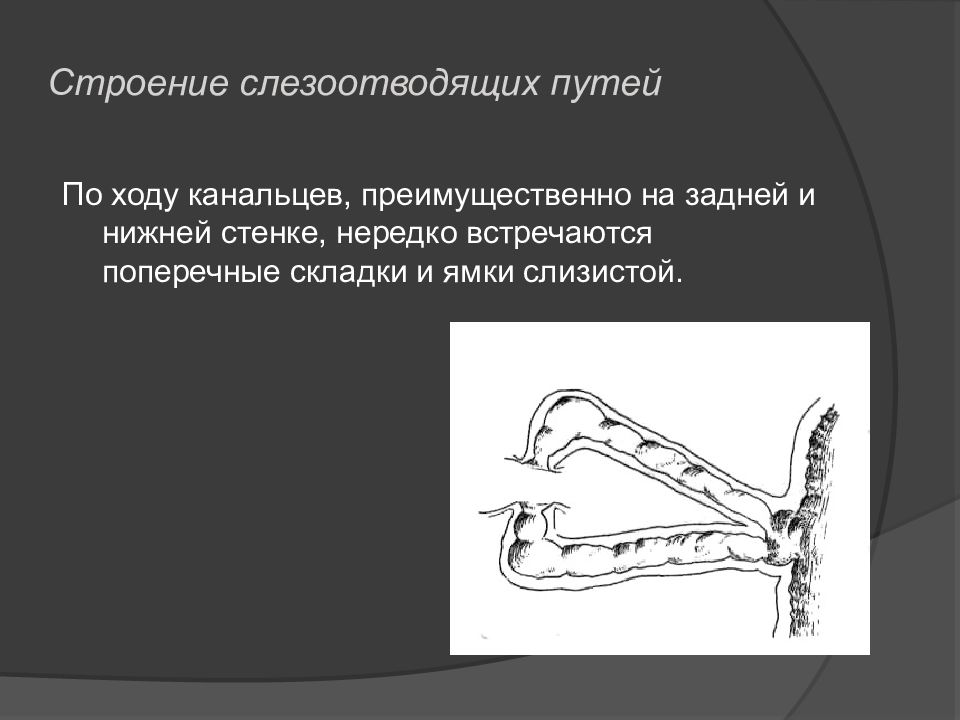 Пути ходы. Анатомия слёзоотводящих путей. Строение слёзоотводящих путей. Слезоотводящие пути анатомия. Последовательность слезоотводящих путей.