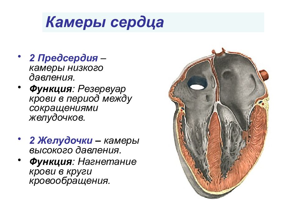 Картинка левый желудочек