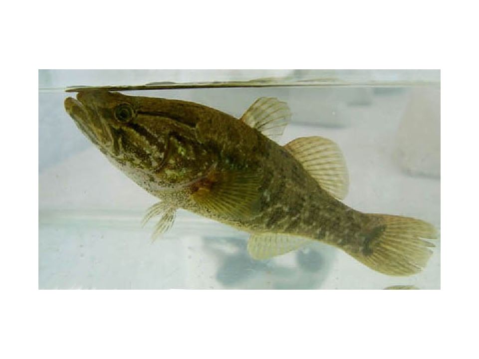 головешка ротан монотипические роды лучеперых рыб. ратан головешка. амурский ротан (perccottus glenii. вяленый ротан. ротан на белом фоне.