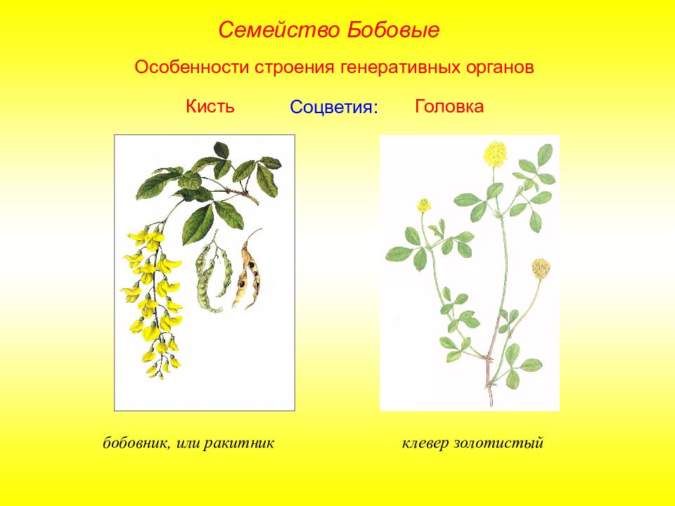 Генеративные органы соцветия. Семейство бобовые соцветие. Двудольных растений соцветия бобовые. Особенности строения бобовых. Покрытосеменные бобовые.