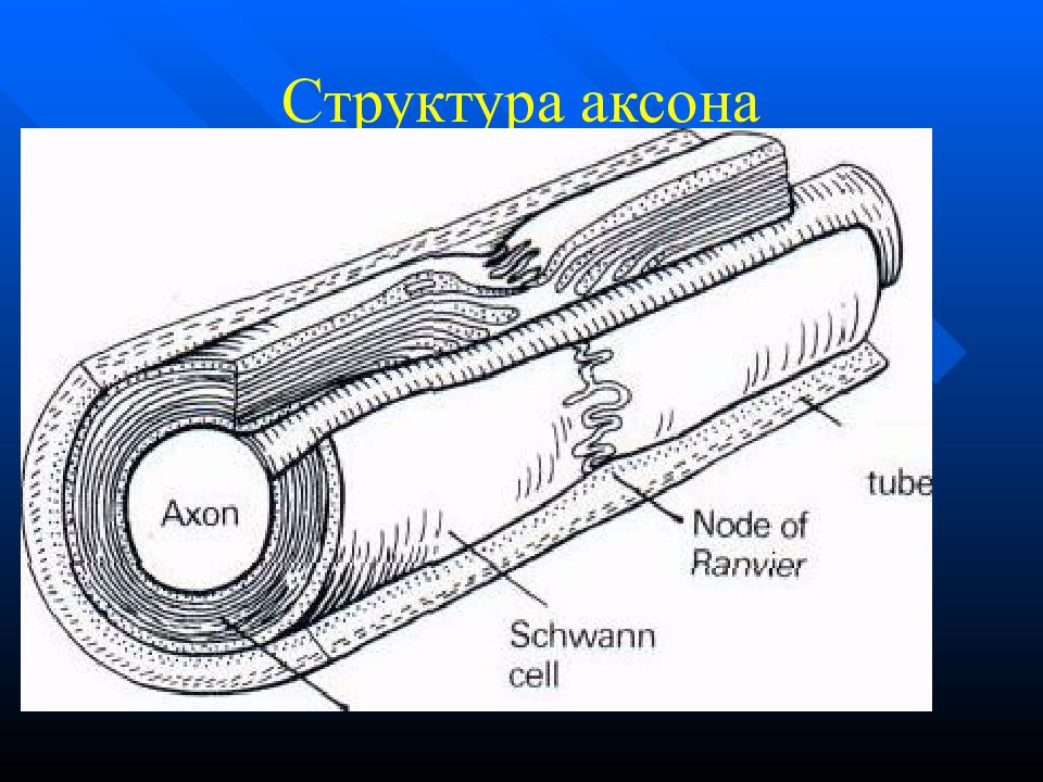 2 нервных ствола. По аксонам.