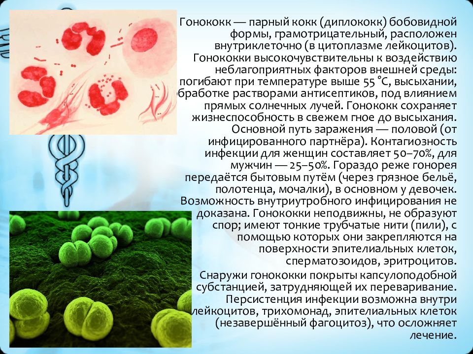 Гонококк. Гонококки бобовидная форма. Гонококки микробиология.