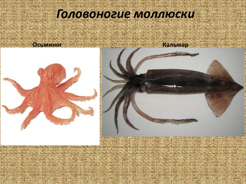 Нерыбные морепродукты. Обработка и подготовка к приготовлению