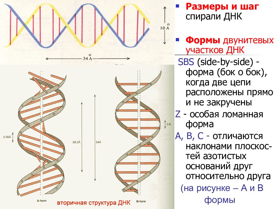 Третичная структура днк. Линейная структура ДНК. Нуклеиновые кислоты опорный конспект.