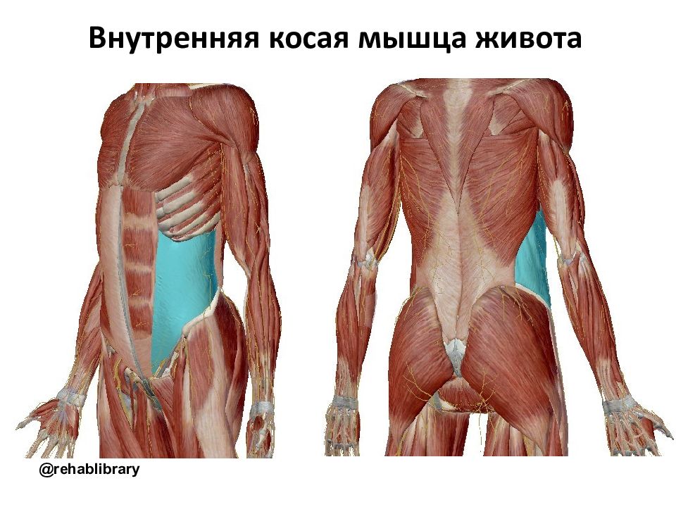 Внутренняя косая мышца живота. Obliquus externus abdominis мышца. Внутренняя косая мышца живота сзади. Внутренние косые мышцы живота анатомия.