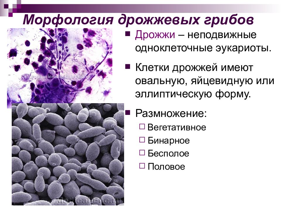 Патогенные грибы микробиология презентация