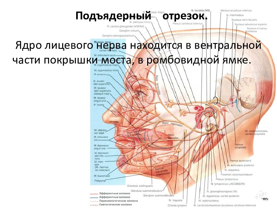 Лицевой нерв рисунок