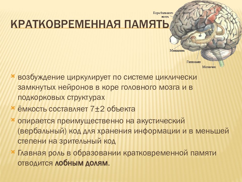 Презентация по теме память и обучение 8 класс