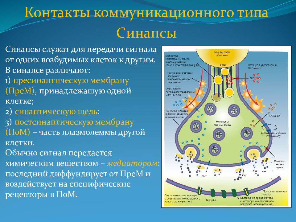 Ооо синапс. Синапс межклеточный контакт. Коммуникационные контакты клеток. Типы синапсов. Коммуникационные межклеточные контакты.