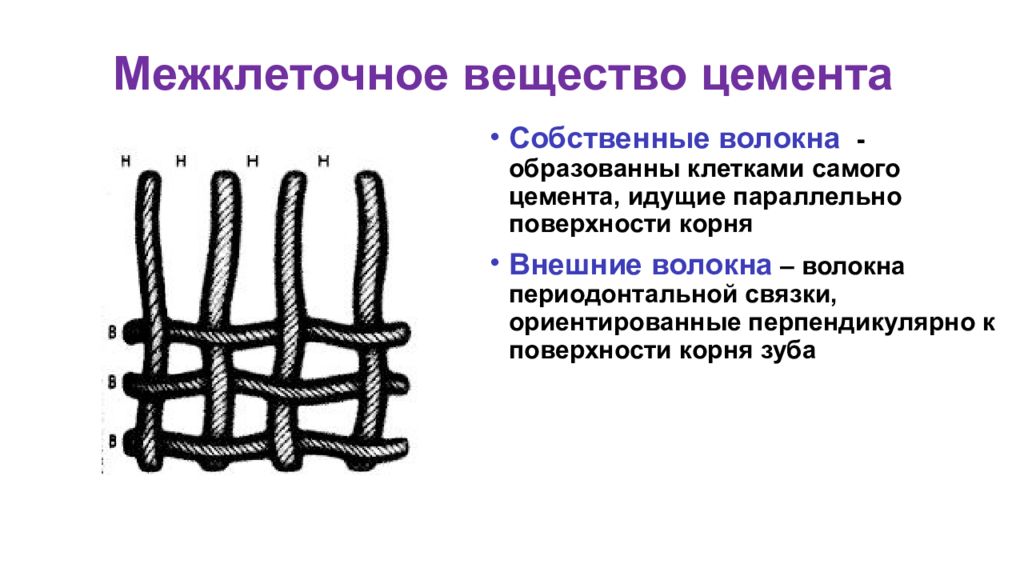 Межклеточное вещество. Цемент зуба межклеточное вещество. Из обызвествленного межклеточного вещества состоит … Цемент. Гликопротеиды межклеточного вещества. Полисахариды в межклеточном.веществе.