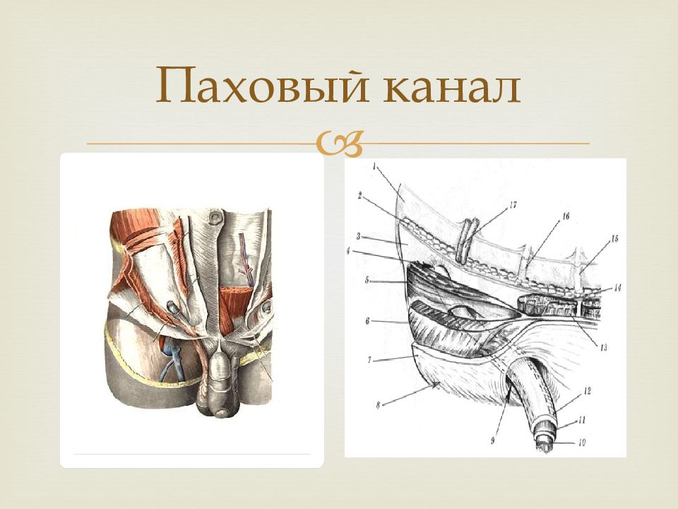 Стенки пахового канала