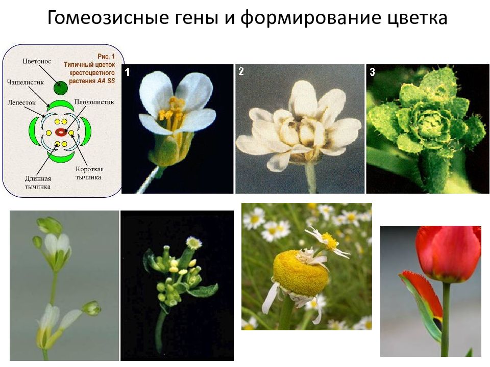 Формирование цветов. Формирование цветка. Примеры реализации гомеозисных генов у арабидопсиса растений. Примеры реализации гомеозисных генов Knox у арабидопсиса.