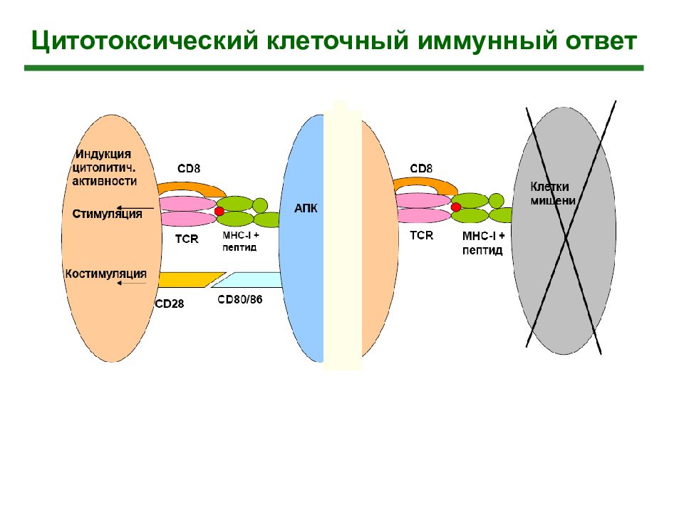 Особенности клеточного ответа. Схема цитотоксического иммунного ответа. Цитотоксический т-клеточный иммунный ответ. Цитотоксический иммунный ответ схема. Цитотоксический Тип иммунного ответа.